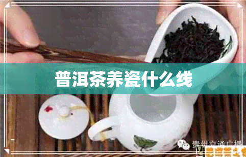 普洱茶养瓷什么线