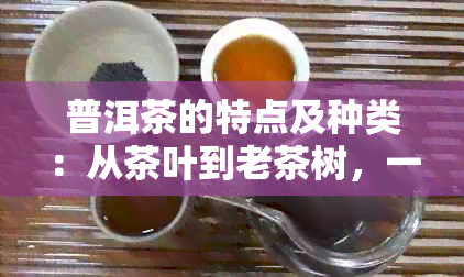 普洱茶的特点及种类：从茶叶到老茶树，一网打尽解析与比较