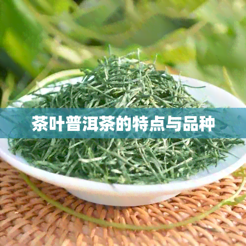 茶叶普洱茶的特点与品种