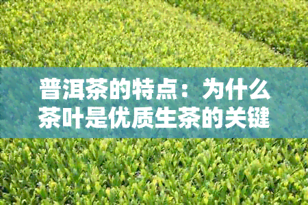 普洱茶的特点：为什么茶叶是优质生茶的关键？