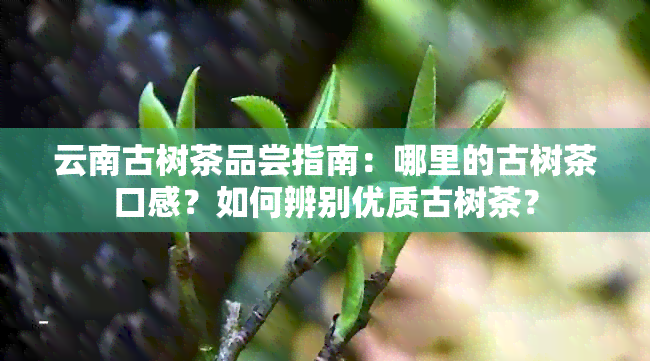 云南古树茶品尝指南：哪里的古树茶口感？如何辨别优质古树茶？