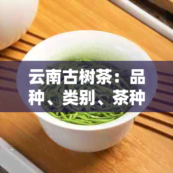 云南古树茶：品种、类别、茶种和知识介绍