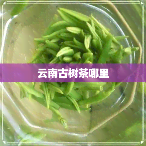 云南古树茶哪里