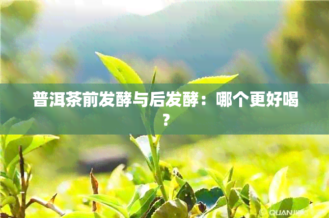 普洱茶前发酵与后发酵：哪个更好喝？