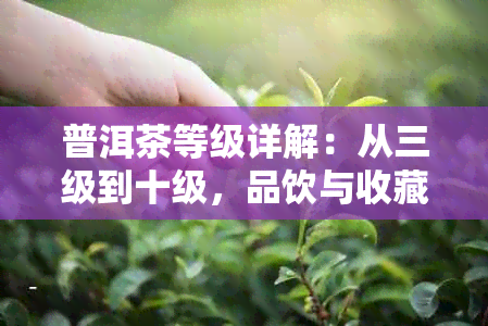 普洱茶等级详解：从三级到十级，品饮与收藏的特别指南