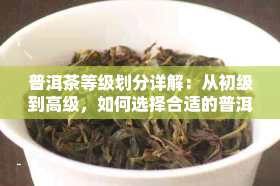 普洱茶等级划分详解：从初级到高级，如何选择合适的普洱茶品？