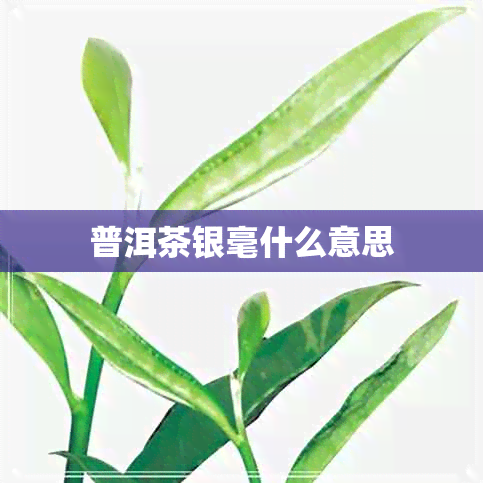 普洱茶银毫什么意思