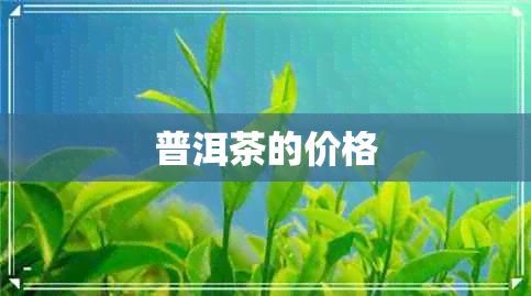 普洱茶的价格