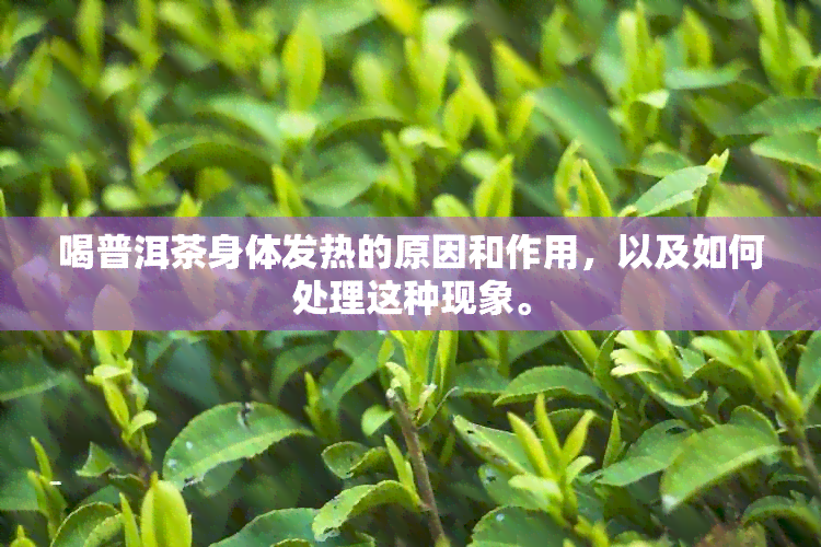 喝普洱茶身体发热的原因和作用，以及如何处理这种现象。