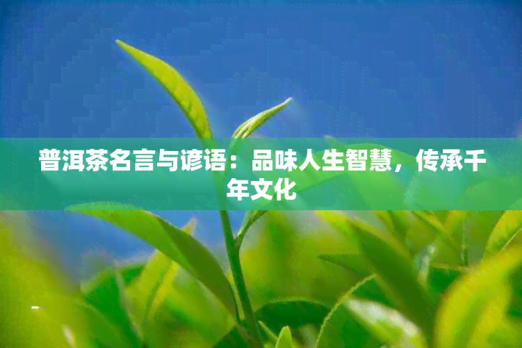 普洱茶名言与谚语：品味人生智慧，传承千年文化