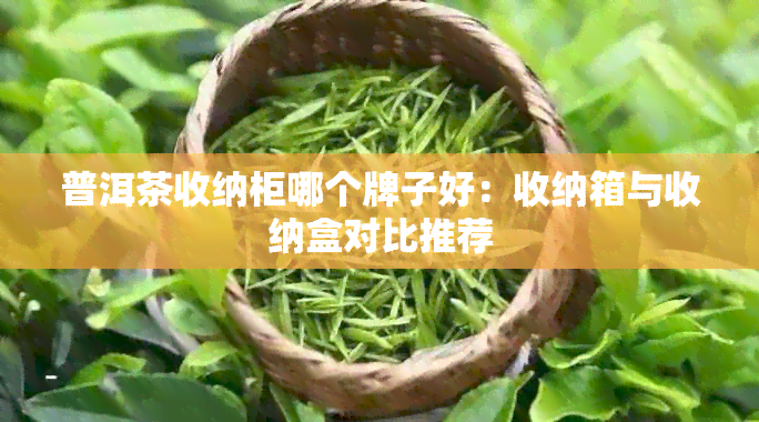 普洱茶收纳柜哪个牌子好：收纳箱与收纳盒对比推荐