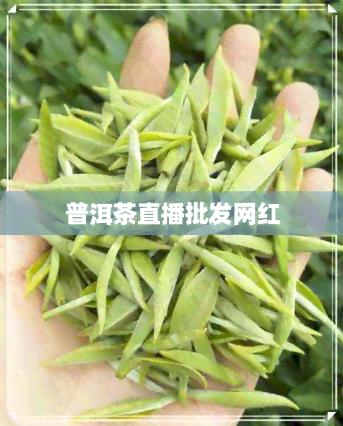 普洱茶直播批发网红