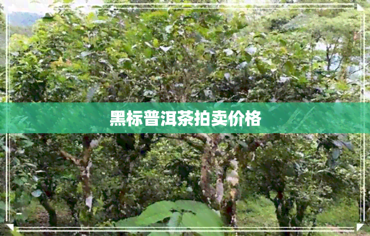 黑标普洱茶拍卖价格