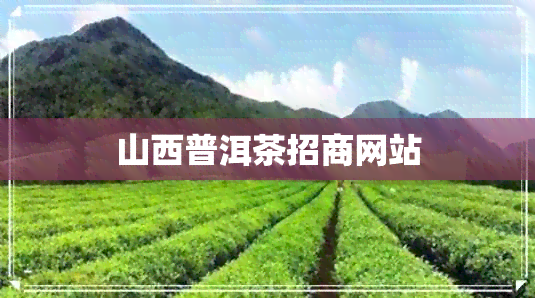 山西普洱茶招商网站