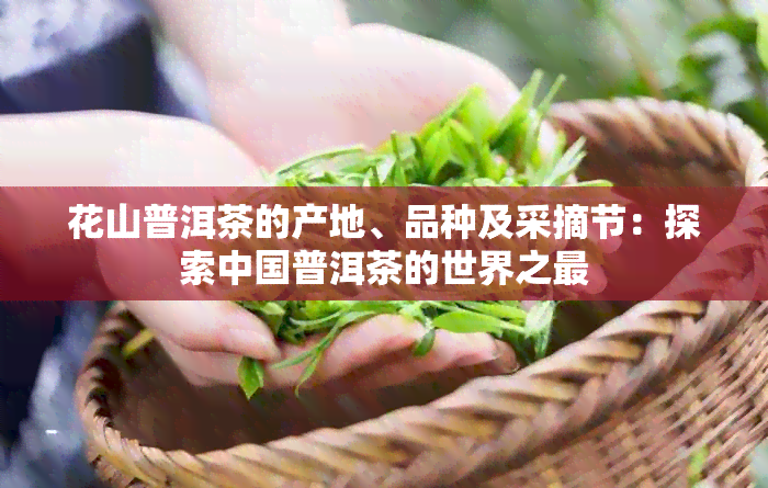 花山普洱茶的产地、品种及采摘节：探索中国普洱茶的世界之最