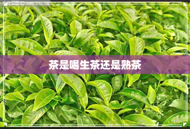 茶是喝生茶还是熟茶