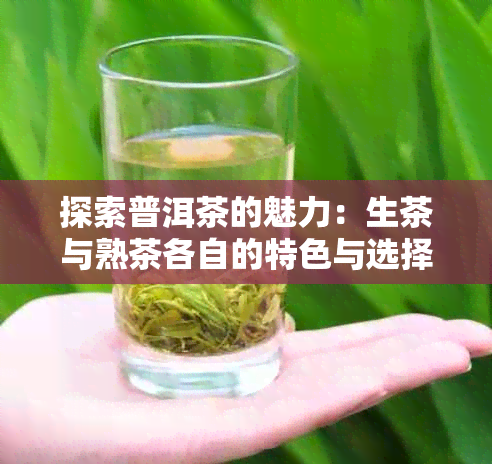 探索普洱茶的魅力：生茶与熟茶各自的特色与选择