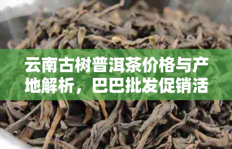 云南古树普洱茶价格与产地解析，巴巴批发促销活动揭秘