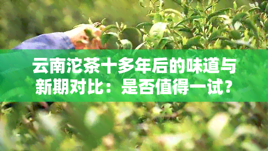 云南沱茶十多年后的味道与新期对比：是否值得一试？