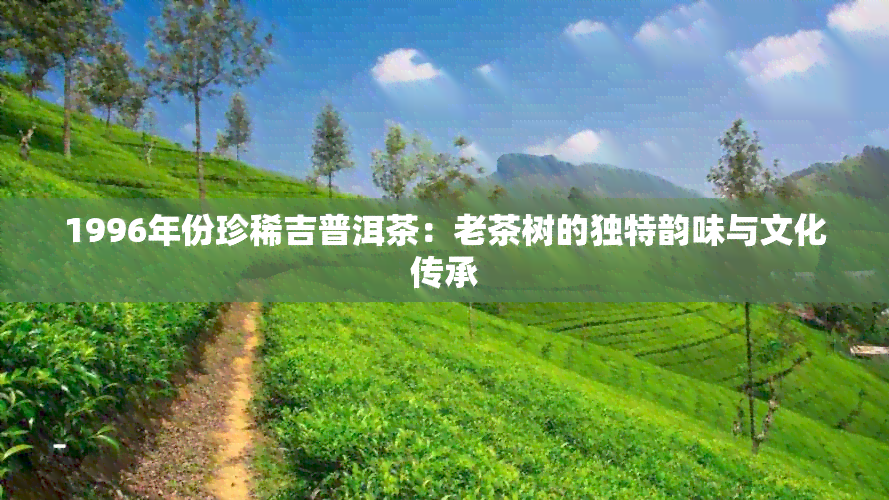 1996年份珍稀吉普洱茶：老茶树的独特韵味与文化传承