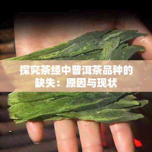 探究茶经中普洱茶品种的缺失：原因与现状