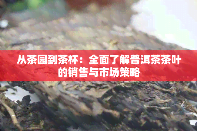 从茶园到茶杯：全面了解普洱茶茶叶的销售与市场策略