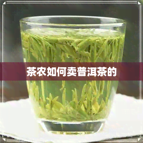 茶农如何卖普洱茶的