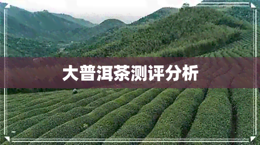 大普洱茶测评分析