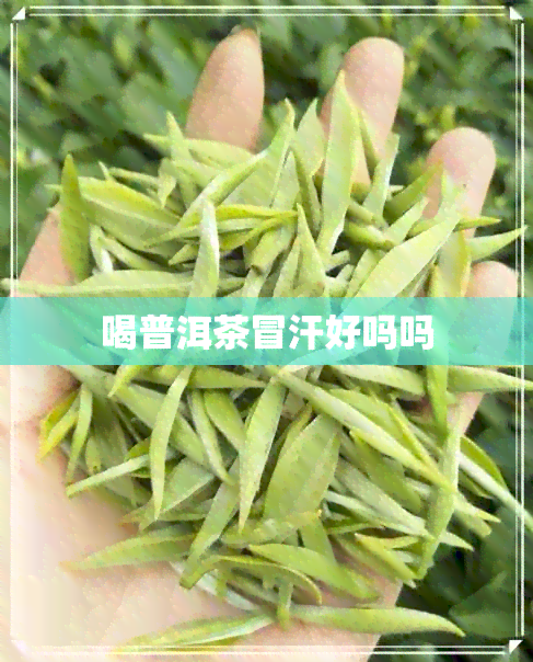 喝普洱茶冒汗好吗吗