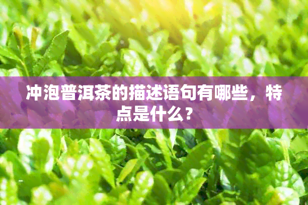 冲泡普洱茶的描述语句有哪些，特点是什么？