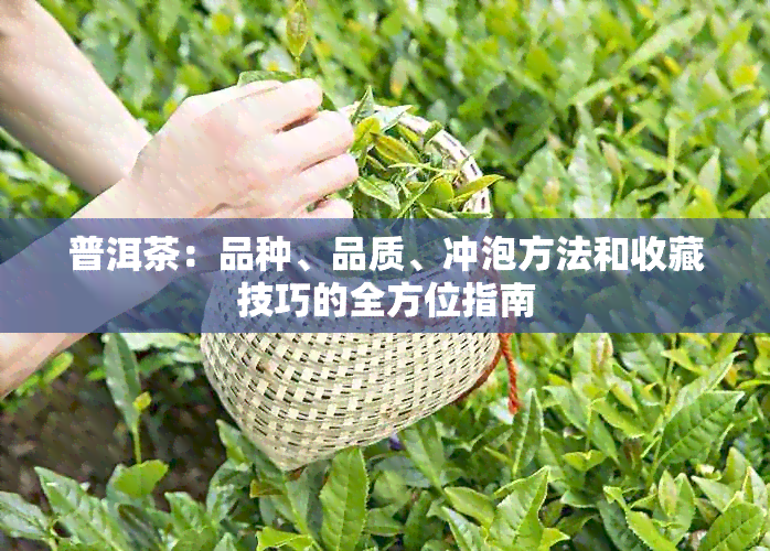 普洱茶：品种、品质、冲泡方法和收藏技巧的全方位指南