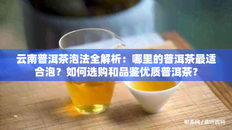 云南普洱茶泡法全解析：哪里的普洱茶最适合泡？如何选购和品鉴优质普洱茶？