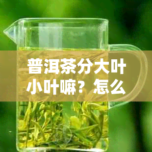 普洱茶分大叶小叶嘛？怎么分？大叶好还是小叶好？