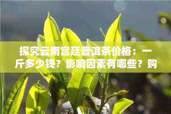 探究云南宫廷普洱茶价格：一斤多少钱？影响因素有哪些？购买时如何选择？