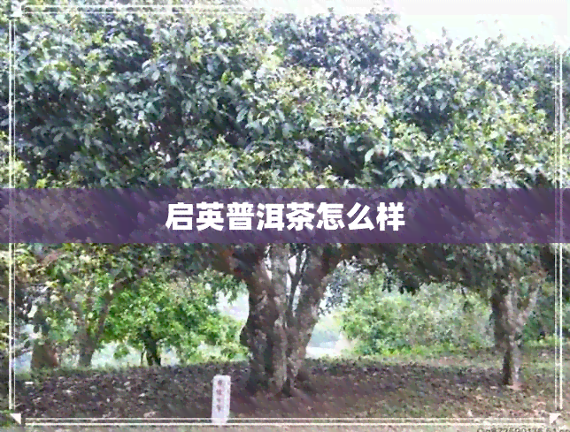 启英普洱茶怎么样