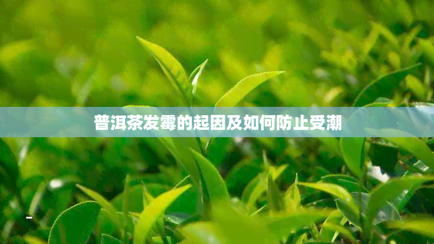 普洱茶发霉的起因及如何防止受潮