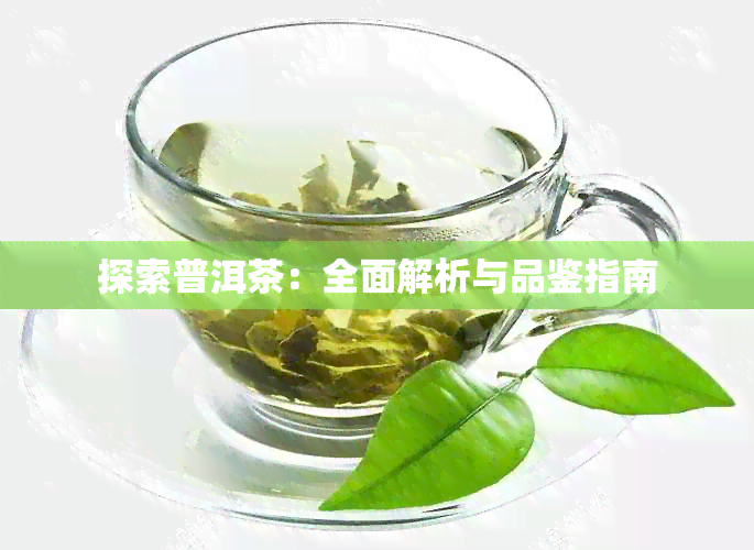 探索普洱茶：全面解析与品鉴指南