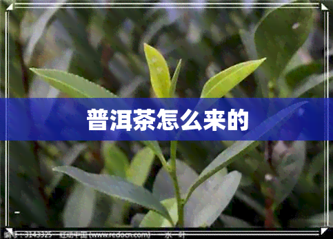 普洱茶怎么来的