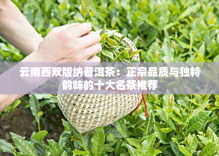 云南西双版纳普洱茶：正宗品质与独特韵味的十大名茶推荐