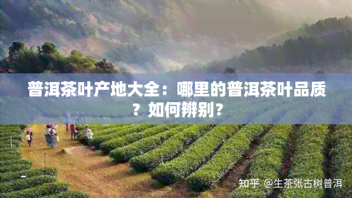 普洱茶叶产地大全：哪里的普洱茶叶品质？如何辨别？