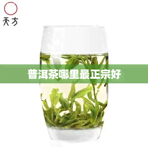 普洱茶哪里最正宗好