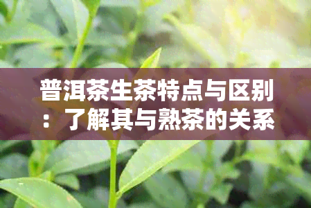 普洱茶生茶特点与区别：了解其与熟茶的关系与茶的历渊源