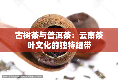 古树茶与普洱茶：云南茶叶文化的独特纽带