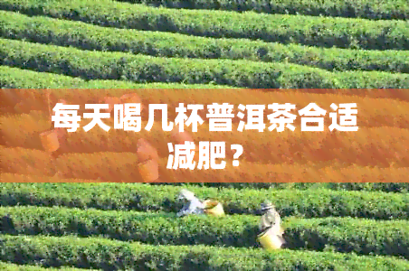 每天喝几杯普洱茶合适减肥？