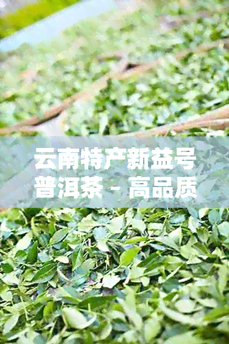 云南特产新益号普洱茶 – 高品质茶叶，实价格，批发促销必看