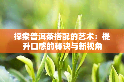 探索普洱茶搭配的艺术：提升口感的秘诀与新视角