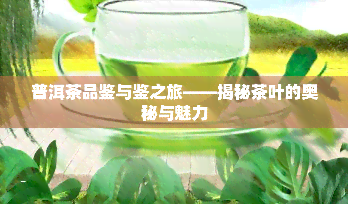 普洱茶品鉴与鉴之旅——揭秘茶叶的奥秘与魅力