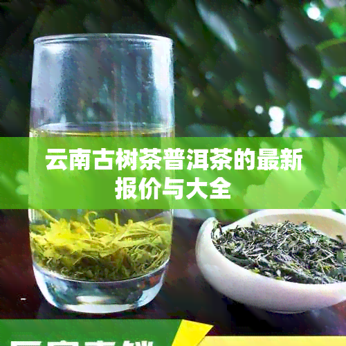 云南古树茶普洱茶的最新报价与大全