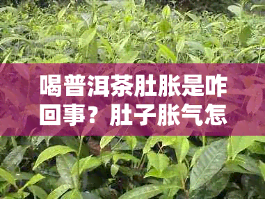 喝普洱茶肚胀是咋回事？肚子胀气怎么办？