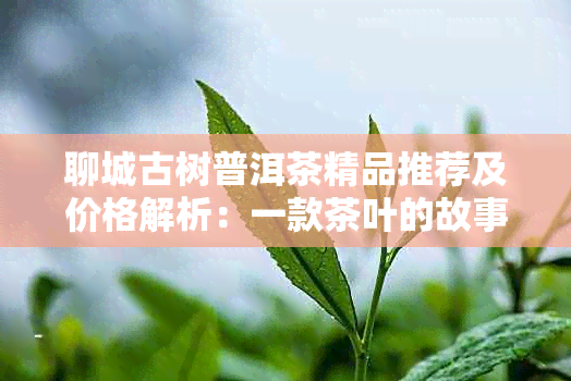 聊城古树普洱茶精品推荐及价格解析：一款茶叶的故事与价值